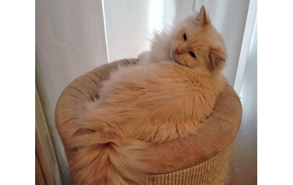 FONZIE